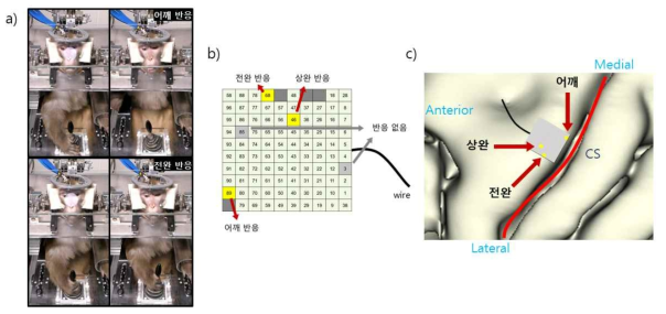 일차운동피질에 대한 ICMS 자극 a) 89번 전극의 자극에 대한 어깨 반응(위)과 68번 전극에 대한 전완 반응(아래). 좌측 사진이 자극 전 우측 사진이 자극 순간. b) 일차운동피질에 삽입된 전극 어레이의 맵 c) 영장류 실험개체의 3D 뇌 시뮬레이션 상에 투영된 전극 어레이의 맵