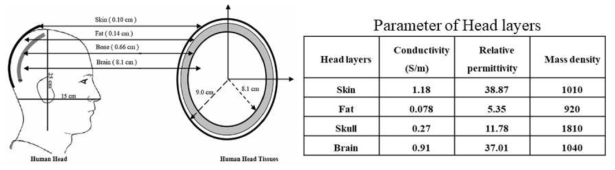 실제 사람 머리의 여러 층과 구성 요소들에 대한 참고 자료