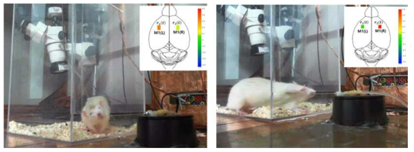 Rat이 실시간 BMI 시스템을 이용하여 물을 먹는 데 실패한 경우 (왼쪽)과 성공한 경우 (오른쪽). 실패한 경우는 뇌의 왼쪽, 오른쪽 움직임 영역 (primary motor cortex, M1)에서 물 먹임 tube의 모터를 움직이게 해주는 신호가 모두 검출됨. 성공한 경우는 주로 뇌의 오른쪽 움직임 영역에서 물 먹임 tube의 모터를 움직이게 해주는 신호가 검출됨. 물을 먹기 위해 Rat이 자신의 오른쪽 움직임 영역만을 활성화해서 BMI를 조절하는 것을 확인할 수 있었음