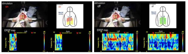 시스템 검증을 위한 ERP color plot 시스템. Whisker stimulation on 시(왼쪽), ERSP map에 자극에 대한 response가 발현되는 것을 확인할 수 있고, stimulation off 시(오른쪽), ERSP map에 자극에 대한 response가 사라지는 것을 확인할 수 있음
