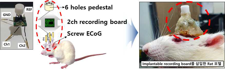Implantable 무선 송수신 시스템을 적용한 Rat model. 제작된 2채널 뇌파 계측 Board를 BMI Rat 모델에 적용하기 위해 6 holes pedestal, 2채널 recording board 그리고 Screw ECoG를 하나의 구조로 고정함(왼쪽). 고정한 2채널 recording board 구조물을 Rat 머리 위에 Dental resin과 함께 고정해 쥐 수술을 진행함. (오른쪽)