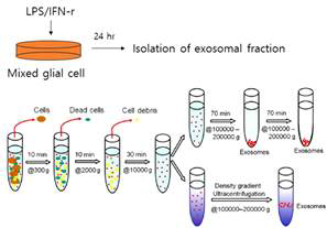염증 자극된 신경교세포의 엑소좀 분리