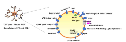 신경교세포의 뇌염증 반응성 엑소좀 분비단백질