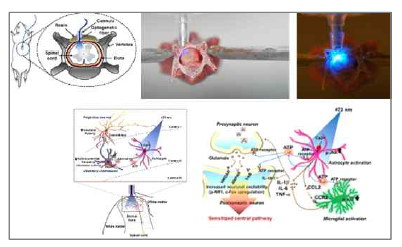 ChR2를 발현하고 있는 성상교세포에 광유전학적 자극을 준 후 통증을 유발시켜 성상교세포의 조절로 인한 통증조절 기전을 확인하였음 (Cell report, 2016)
