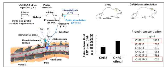 광유전학적 자극 후 세포외액을 microdialysis 방법. 광유전학적으로 성상교세포를 인위적으로 자극한 뒤 통증을 유발시키는 분비 단백질을 분석 하였음