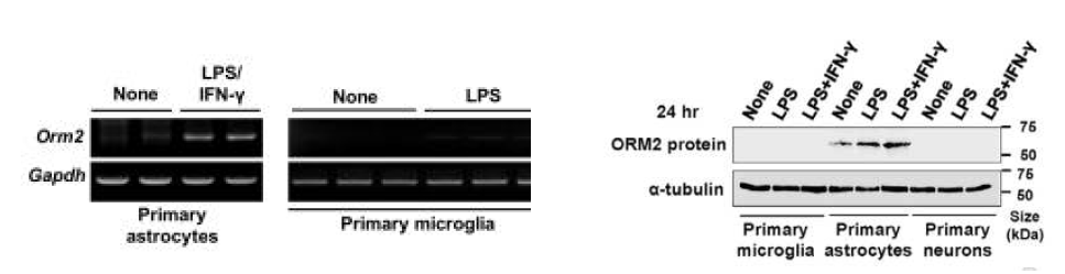 LPS/IFN-r를 처리한 신경교세포 중 성상교세포 특이적으로 Orm2가 발현되는 것을 확인하였음