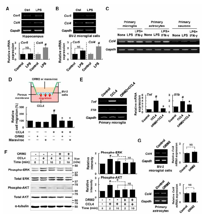 Orm2는 CCL4에 의해 증가된 미세아교세포의 활성과 세포 이동성을 저해하는 것을 확인하였음