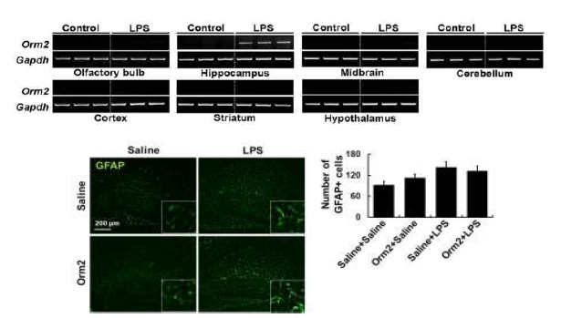 LPS로 유도된 뇌염증 동물 모델에서 Orm2의 뇌 부위별 발현 양상. Orm2는 해마체의 성상교세포 특이적인 발현 양상을 나타냈음