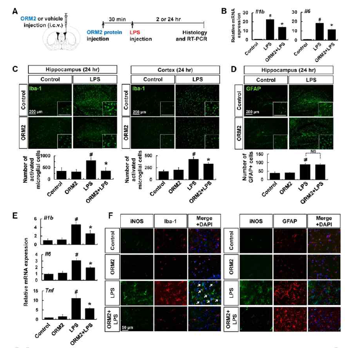 Orm-2 재조합 단백질 주입의 항염증효과 및 미세아교세포 억제 효과