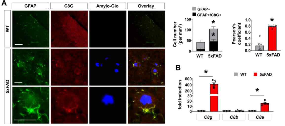 5xFAD 알츠하이머병 마우스 모델에서의 C8G 발현 양상