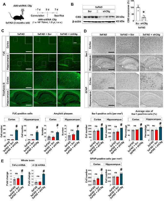 5xFAD 치매 모델에서 AAV-shRNA C8G의 뇌실 주사 효과