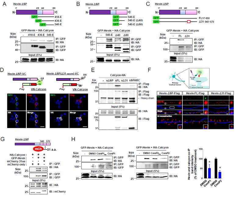 성상교세포의 hevin과 뉴런의 calcyon간 결합 확인