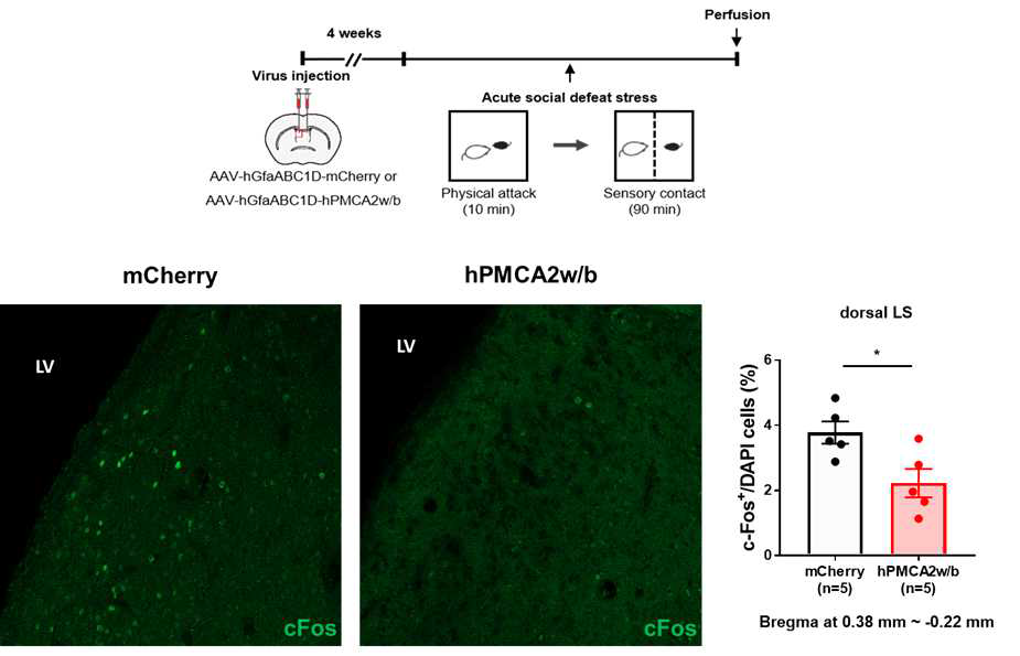 측면격막 성상교세포 내 hPMCA2w/b 발현에 의한 단기 사회적 패배 스트레스 경험 후 cFos 발현의 감소