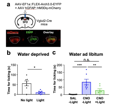 광유전학을 이용한 액체 섭취 행동의 신경회로망 연구