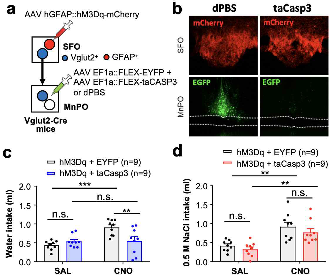 SFO 성상교세포 활성에 따른 수분 섭취 행동 증가에 MnPO Vglut2+ 뉴런 필요성 규명