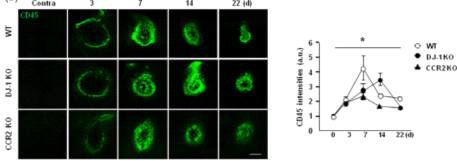 monocyte infiltration in injured brains of WT, DJ-1 KO, and CCR2 KO mice