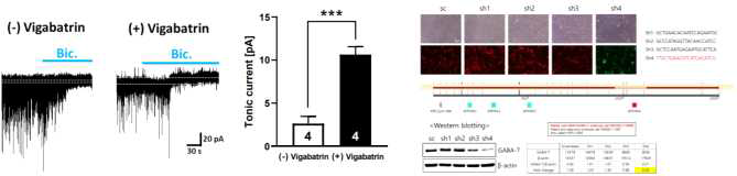 GABA-T 억제제 처리에 의한 Tonic inhibition (지속적 억제) 의 변화 (좌) astrocyte 특이적 GABA-T 발현조절을 위한 스크리닝 및 클로닝 과정 (우)