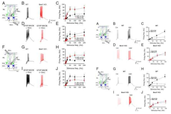 Astrocyte 유래 GABA가 소뇌의 MF-PC 및 PF-PC 시냅스를 조절할 수 있음을 보여주는 결과