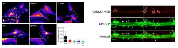 Localization of CADM3 WT and deletion mutant in astrocyte (left) and in dendrite of neurons (right)