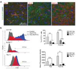 Microglia-specific delivery of 7CZ-Ab NPs in vivo