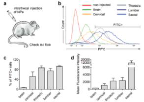 Spinal cord regional delivery of 7CZ NPs