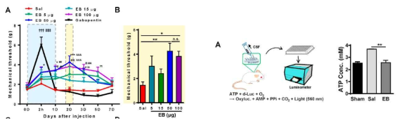 Analgesic effect of Evans blue on spinal nerve ligation neuropathic pain model