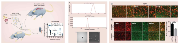 p38 siRNA encapsulated PGLA nanoparticle on neuropathic pain