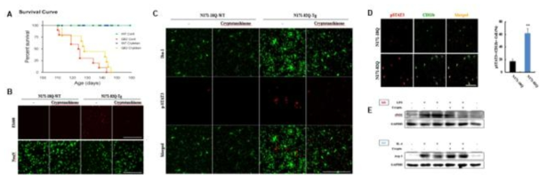 (A-D) N171-82Q Tg 생쥐 모델에 Stat3의 억제제인 crytotanshinone 투여 효과. A, 생존율; B, EM48과 Iba-1의 면역형광염색; C, Iba-1과 p-STAT3의 면역형광염색; D, p-STAT3와 CD11b의 면역형광염색. (E) BV2 세포주를 활용한 M1/M2형의 발현 확인. 웨스턴 블롯 분석을 통한 iNOS와 Arg1의 단백질 발현 검증
