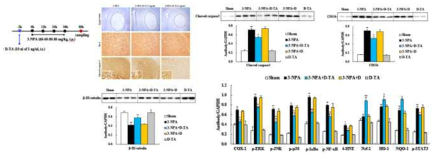 Dendrimer-triamcinolone acetonide 나노입자의 미세아교세포 활성화 억제를 통한 줄무늬체 독성 억제 기능 규명