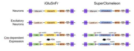 iGluSnFr과 SuperClomeleon의 뇌세포 특이적 발현 시스템