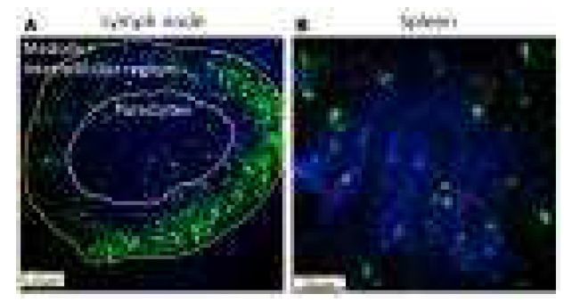 림프절과 비장 내 존재하는 자연킬러세포의 생체 내 이미징 (Liew PX and Kubes P, Frontiers in Immunology, 2015)