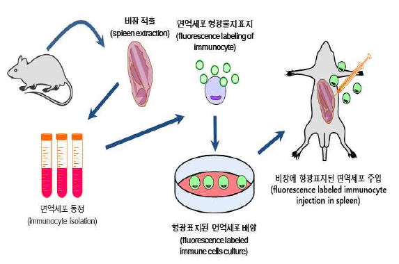 비장세포 특이 뇌염증 반응 분석 모식도