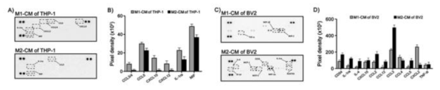 Proteome profiler assay를 이용한 cytokine 발현 확인