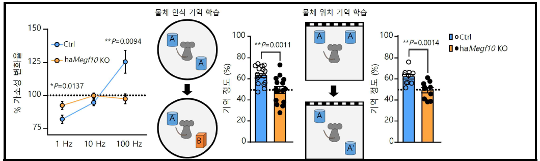 Floxed Megf10 생쥐의 CA1에 Cre AAV를 주입 후 감소한 가소성 및 기억 정도