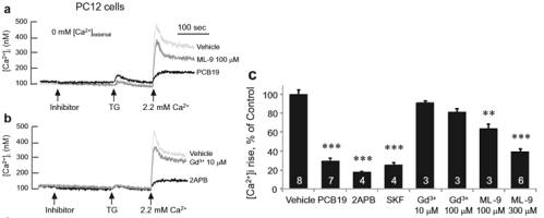 PC12 세포에서 PCB19에 의한 TG-induced Ca2+ 억제 효과