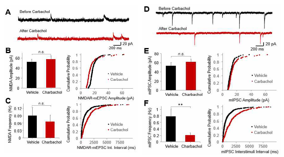 Nucleus accumbens의 muscarinic 자극은 NMDA 수용체 활성이나 GABAergic 억제성 신경전달에는 영향을 주지 않음