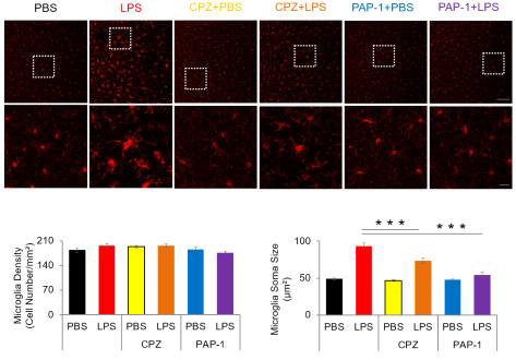 chlorpromazine은 microglia의 activation을 억제한다. (A) Chlorpromazine이 LPS에 의해 유도되는 microglia의 activation을 inhibition 한다. 특히 microglia의 activation 지표로 알려진 soma size를 감소시켰다