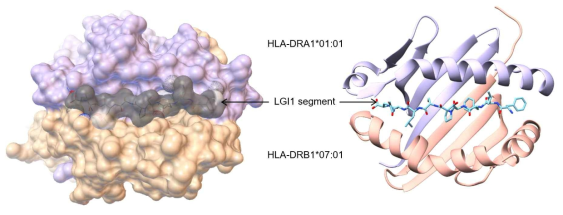 자가면역뇌염(항LGI1 뇌염)에서 발견된 유전자형(HLA-DRB1*07:01)이 항원단백질(LGI1)의 아미노산 서열을 인식하는 모식도. 원인 유전자형(HLA-DRB1*07:01) 안에 LGI1 단백질의 일부 아미노산 서열이 정확히 매칭되어 인식되고 있음