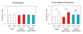 대조군과 Dorsal hippocampus, Ventral hippocampus BBB 개통 그룹에서 Novel objective recognition test 결과