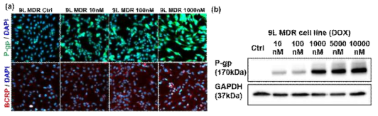 (a) 다중약물내성단백질 P-gp, BCRP 발현 세포형광염색 (b) 다중약물내성단백질 P-gp 발현 확인