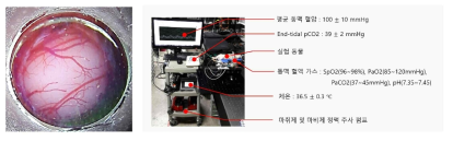 초고속 OCT 촬영을 위한 cranial window 및 이미징 장비