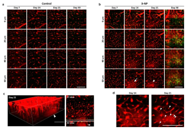 (a-b) 30일 동안 LysM-GFP 마우스에서 in vivo 장기영상화를 통하여 대조군과 3-NP처리군의 z-stack 이미지를 얻음 (녹색, LysM+ cell; 빨강, 뇌 혈관 및 Evans blue leakage). (a) 대조군 (n=2), (b) 3-처리군 (n=2). (c) 21일차의 뇌 실질에서 leakage현상(arrowhead)을 3D로 재구성된 이미지와 XY/XZ view를 통하여 보여줌. (d) 14일차와 21일차의 같은 영역에서 일어나는 leakage현상을 관찰하고 21일차에 나타나는 small fluorescent objects(arrowhead)의 증가현상도 관찰함. scale bars = (a,b,d) 100μm, (c) 50μm