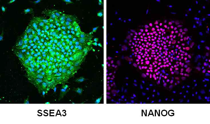 역분화줄기세포 colony들을 SSEA3, NANOG으로 염색함. 전체적으로 균일한 염색 패턴을 보이는 것을 관찰 할 수 있음