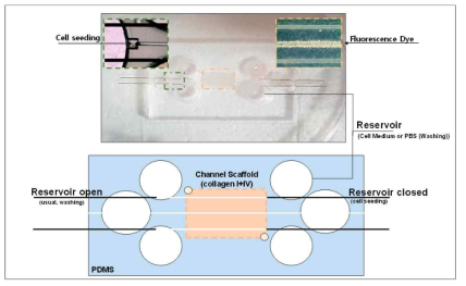 Microfluidics 기반 BBB chip의 구조. Collagen 기반 scaffold에 channel을 내는 방식으로 디자인 되었으며, reservoir를 통해 배양액 교환 및 형광 dye wash를 수행할 수 있도록 되어있음