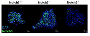 대조군 및 notch3 KO 역분화줄기세포에서 notch3 항체를 이용한 면역형광염색을 수행함. Notch3 homozygous KO에서 형광신호가 없는 notch3 특이적 염색이 가능한 항체를 선별하는데 성공함