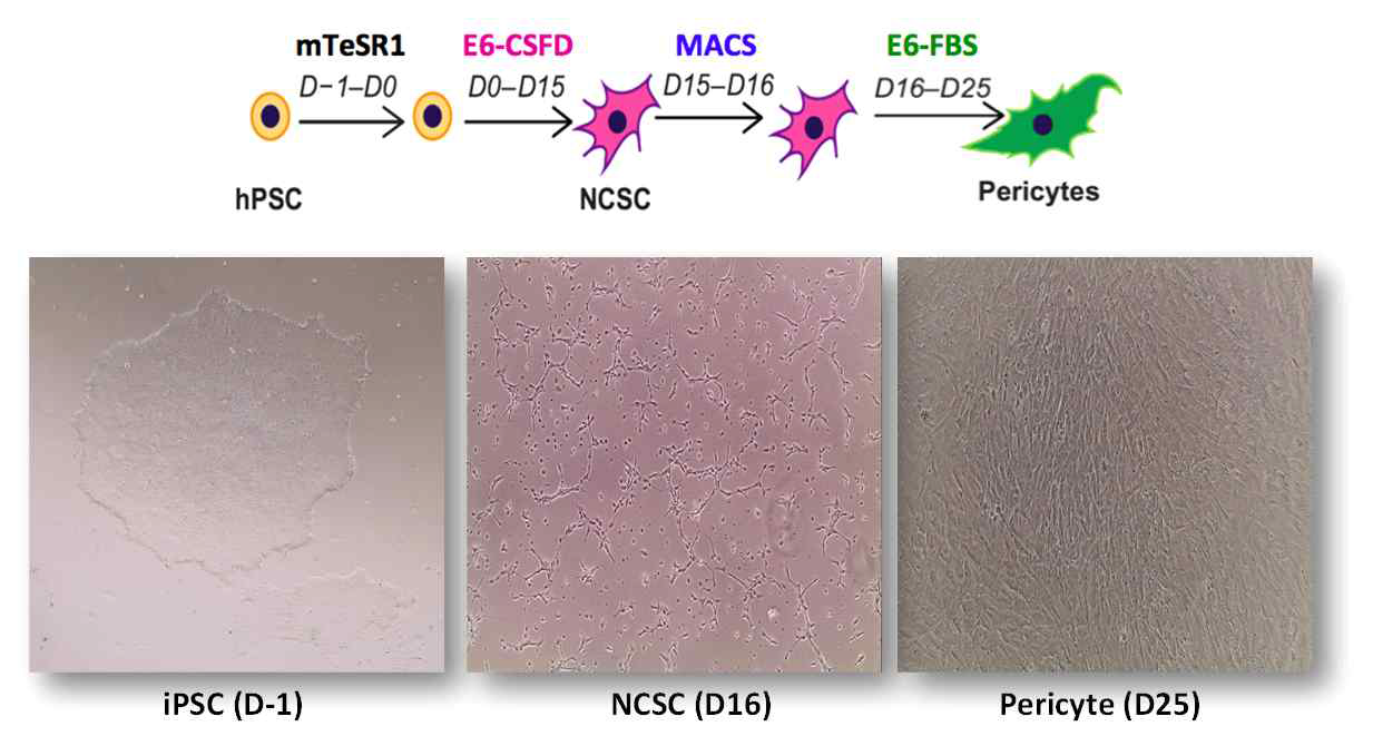 역분화줄기세포로부터 D16에 neural crest cell을 분리하였을 때, 이로부터 혈관주위세포가 분화되었을 때(D25)의 세포 형태를 각각 보여줌