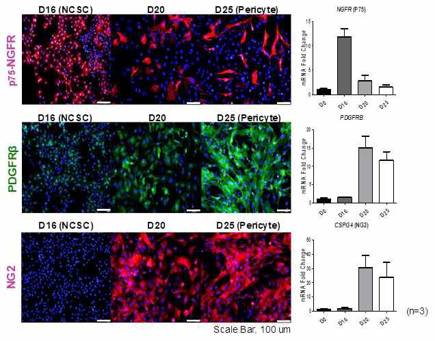 iPSc로부터 neural crest stem cell을 만들고, 이로부터 혈관주위세포로 분화되어 나가는 과정을 p75, PDGFRb, NG2를 통해 추적함
