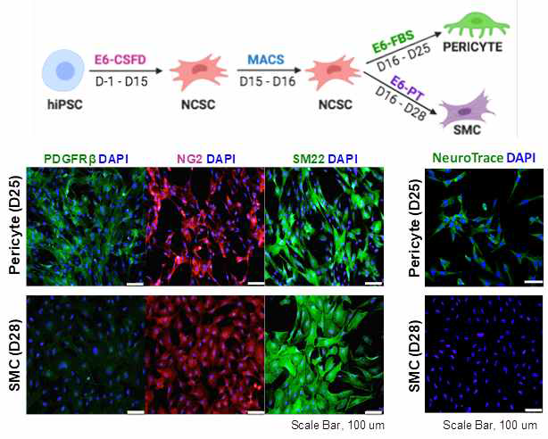동일 iPSc로부터 분화시킨 뇌혈관주위세포 및 뇌혈관평활근세포 중 뇌혈관주위세포만 선택적으로 NeuroTrace에 의해 염색 됨을 보여주는 소견
