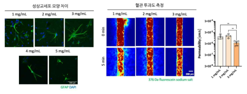 (좌) 콜라젠 농도에 따른 성상교세포의 모양 차이, (우) 콜라젠 농도에 따른 혈관 투과도 측정