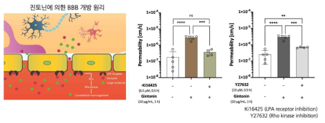 진토닌에 의한 BBB 개방 효과 원리 확인